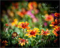 Simply Summer -1