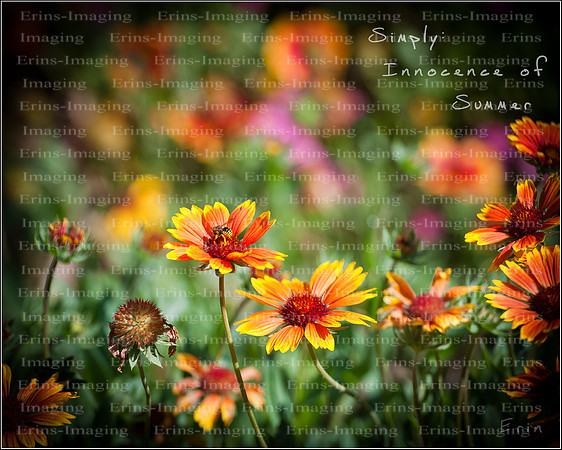 Simply Summer -1