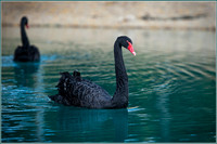 Black Swan -1