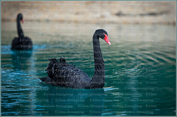 Black Swan -1