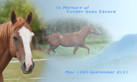 Horses