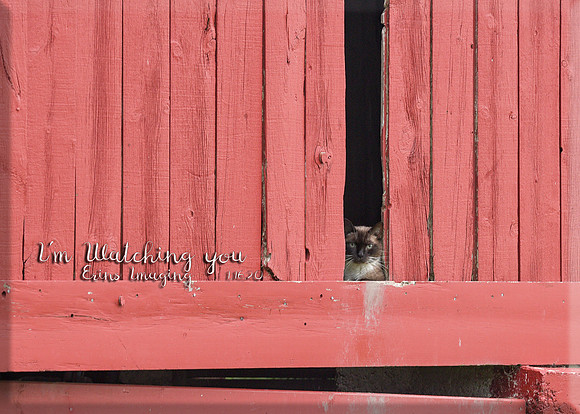 I'm watching you