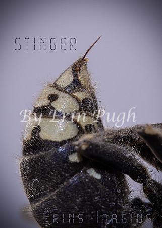 Stinger web