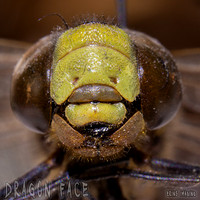 Dragon face web