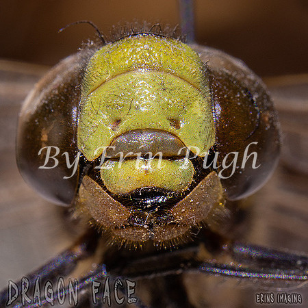 Dragon face web