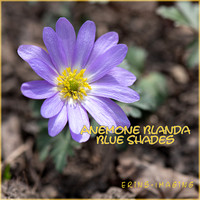 Spring purple 10x10