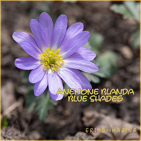 Spring purple 10x10