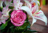 Hot Pink Beauty  web